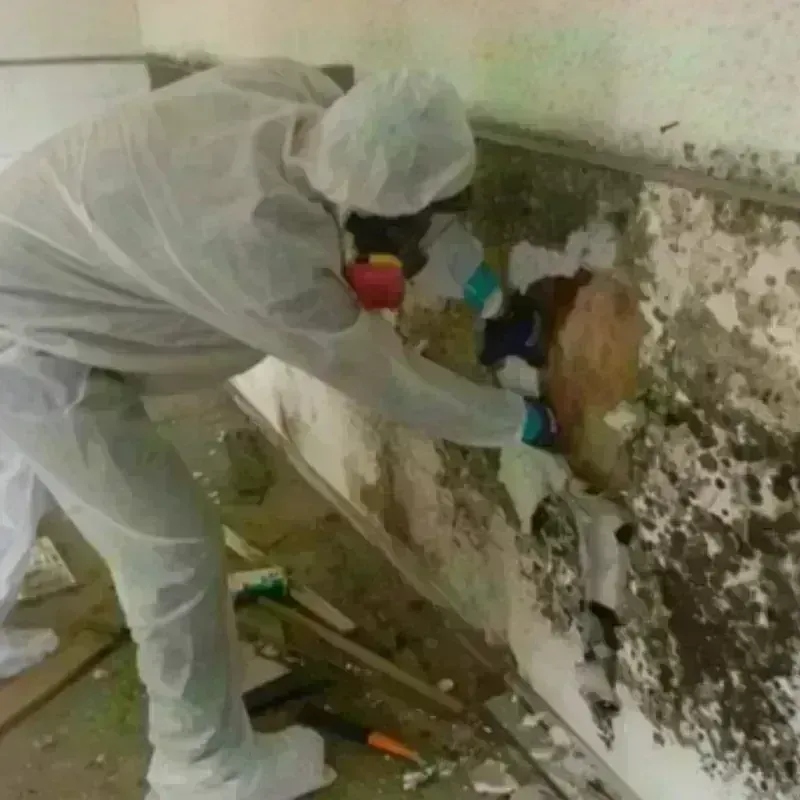 Mold Remediation and Removal in Eagle Lake, TX